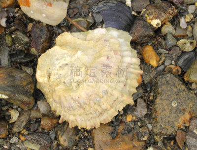 贝壳,白色,无人,波茨角,图像,户外,粗糙的,水平画幅,缅因州,美国