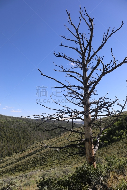 小路,岔路口,山脊,灵感,野生动物,甲虫,怀俄明,自然美,巨石,户外活动