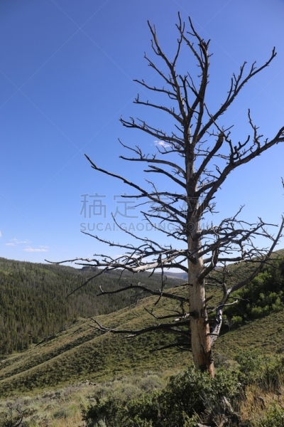 小路,岔路口,山脊,灵感,野生动物,甲虫,怀俄明,自然美,巨石,户外活动