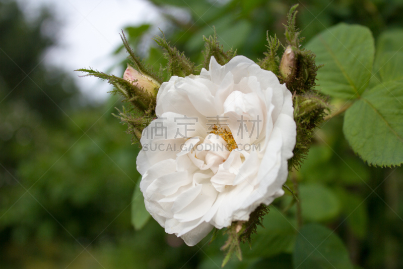 大马士革玫瑰,仅一朵花,白色,哥廷根,德国,法国蔷薇,醋,芦笋,水平画幅,无人