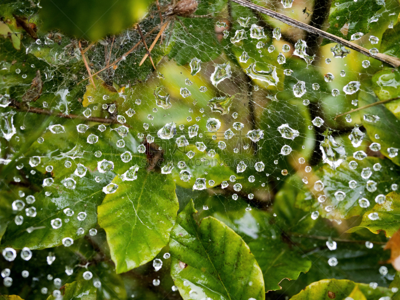 蜘蛛网,露水,自然,水,自然现象,水平画幅,无人,抽象,飘然,光