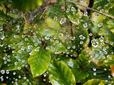 蜘蛛网,露水,自然,水,自然现象,水平画幅,无人,抽象,飘然,光