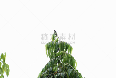 红色,长时间曝光,热带气候,泰国,图像,雄性动物,后背,动物背脊,动物,鸟类