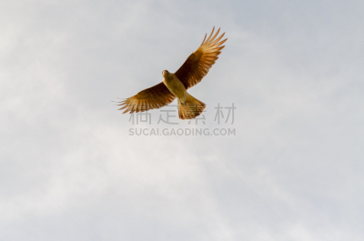 天空,浅蓝色,可爱的,传统,国内著名景点,自然界的状态,自由,野生动物,公园,翅膀
