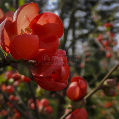 皱皮木瓜,背景,日本,红色,花朵,枝,温柏,特写,园林,花
