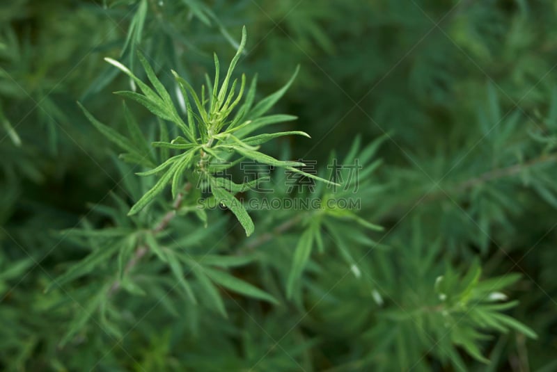 蒿属,水平画幅,无人,甜菜,夏天,户外,特写,欧亚红花山苵萸,植物,菊花