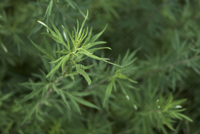 蒿属,水平画幅,无人,甜菜,夏天,户外,特写,欧亚红花山苵萸,植物,菊花