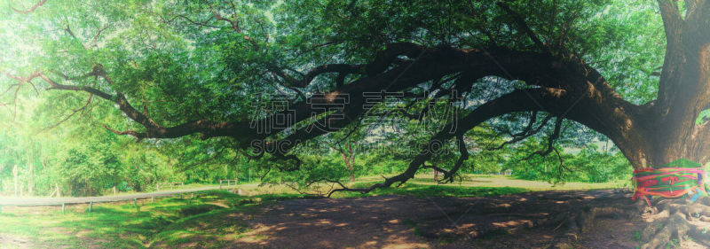 巨大的,枝,萨满教,水平画幅,无人,古老的,雨豆树,户外,泰国,树荫