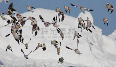 雪巫鸟,野生动物,水平画幅,小的,雪,鸟类,观鸟,野外动物,户外,白色