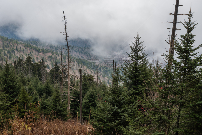 clingman's dome,天空,北卡罗来纳,水平画幅,无人,田纳西,户外,草,阿巴拉契亚山脉,山