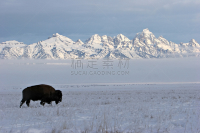 提顿山脉,美洲野牛,冬天,杰克逊,杰克森,美洲野牛属,水平画幅,雪,无人