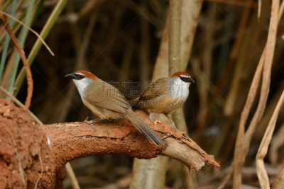 chestnut-capped babbler,热带鸟,水平画幅,无人,鸟类,动物身体部位,野外动物,户外,泰国,雨林