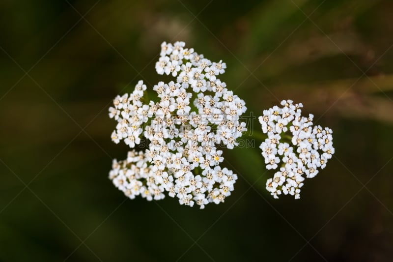 健康保健,野花,白色,自然,草本,背景分离,药,替代医药,自然界的状态,罗马尼亚