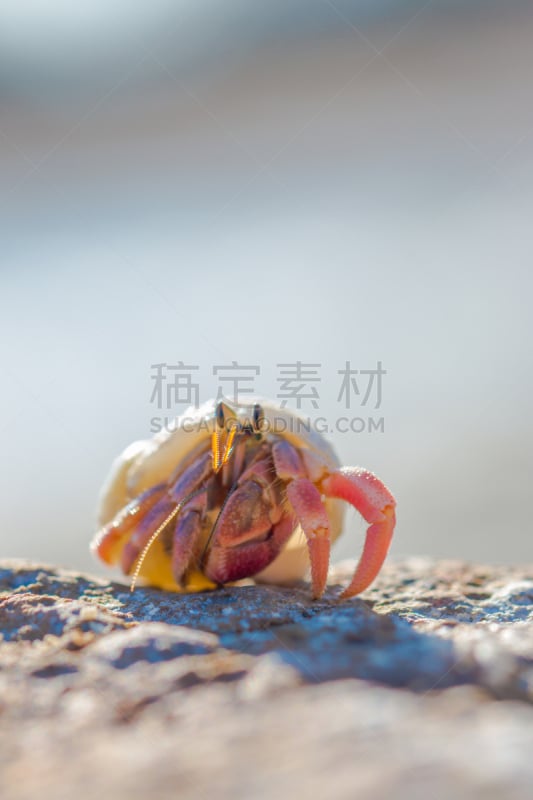 寄生蟹,海滩,鸡尾酒,垂直画幅,留白,度假胜地,沙子,可爱的,贝壳,生物