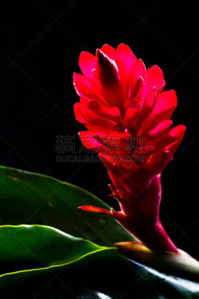 紫姜,花头,垂直画幅,美,状态描述,无人,生姜,特写,哥斯达黎加,植物