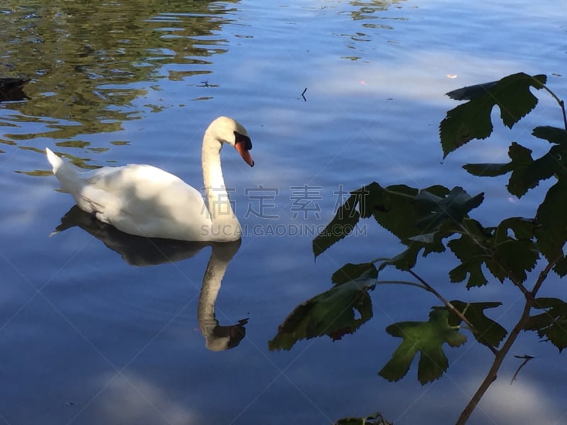 天鹅,白色,水,水平画幅,无人,情人节,鸟类,动物习性,野外动物,户外