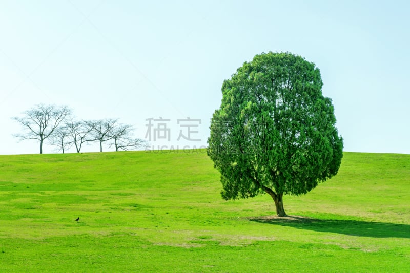 奥林匹克公园,一棵树,空的,环境,草,春天,2015年,夏天,天空,草地