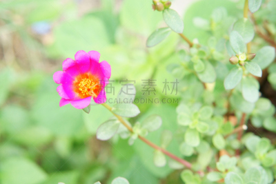大花马齿苋,自然,水平画幅,绿色,无人,色彩鲜艳,特写,自然美,花束,春天