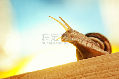 蜗牛,幽默,褐色,水平画幅,小的,软体动物,灰色菜园鼻涕虫,腹足动物,特写,慢镜头