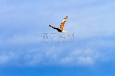 天空,蓝色,背景,南美,褐色,食肉鸟,水平画幅,鸟类,野外动物,红隼