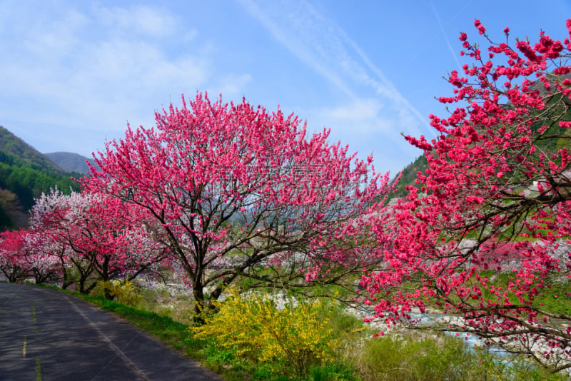 长野县,日本,桃花,泉,美,里山,旅游目的地,水平画幅,地形,无人