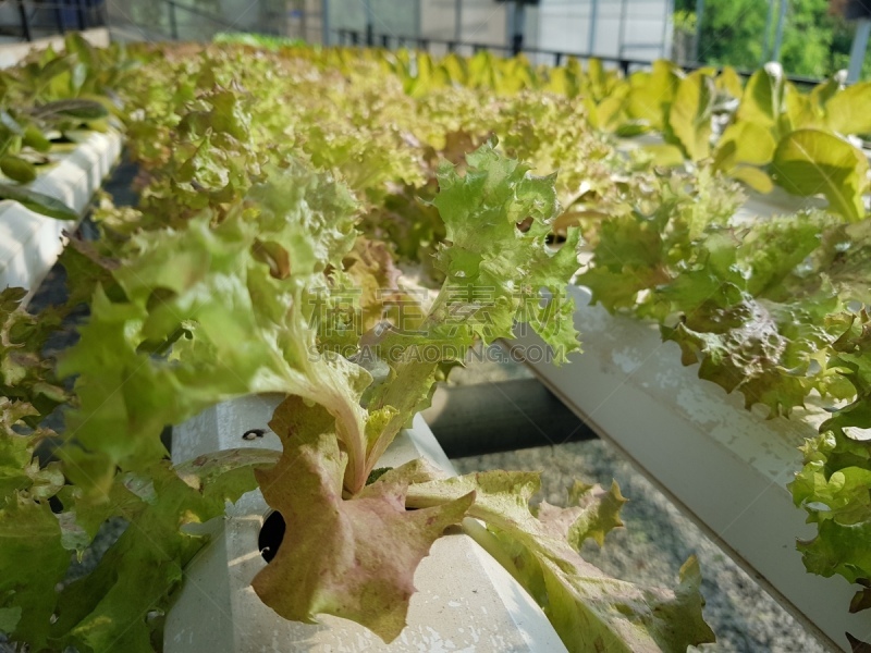 蔬菜,清新,有机食品,绿色,白色,栽培植物,有毒物质,非滑雪场地的滑雪,植物苗圃,篮子