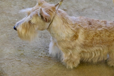 梗犬,动物保护,可爱的,遛狗师,纯种犬,宠物项圈,犬恶丝虫,受过训练的狗,狗