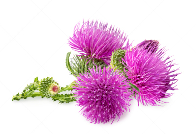 花蕾,绿色,紫色,牛蒡,倒钩,蓟,水平画幅,尖的,无人,荆棘