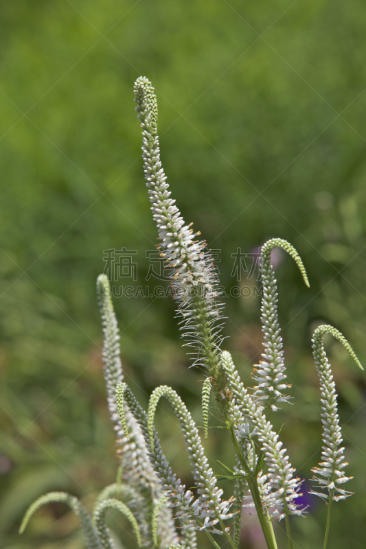 根部,斑鸠,欧洲赤松,垂直画幅,植物,无人,唇形科,野生植物,野花,开花植物