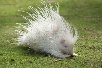 豪猪,白色,多巴哥岛,动物脊骨,刺猬,正面视角,水平画幅,爪子,动物身体部位,哺乳纲