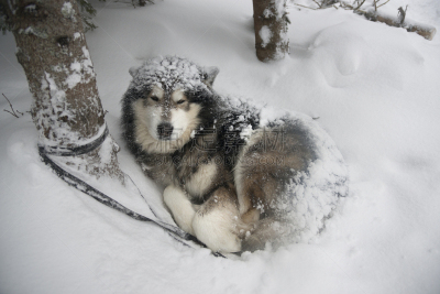 阿拉斯加雪橇犬,雪,听从于,研磨食品,莱卡犬,寒冷,纯种犬,水平画幅,户外,一只动物