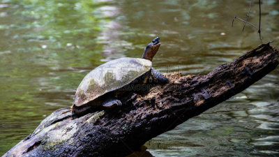 海龟,tortuguero national park,里蒙省,自然,野生动物,水平画幅,热带雨林,野外动物,户外,雨林