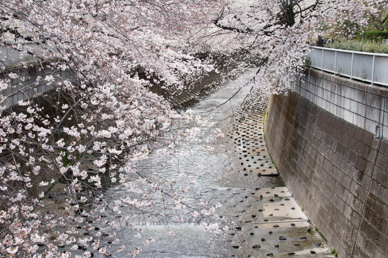 樱花,神田河,泉,水,美,水平画幅,无人,户外,都市风景,白色