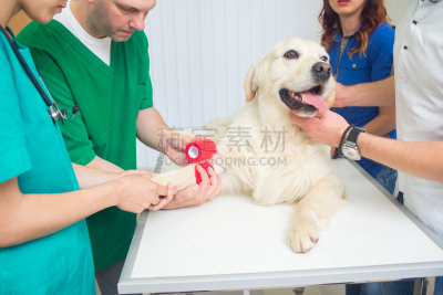 兽医,金毛寻回犬,正下方视角,四肢,寻回犬,家庭生活,支票,动物身体部位,检查