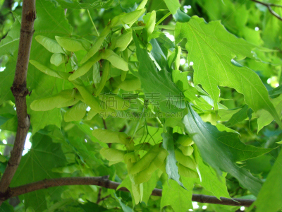 种子包,枫树,枫树的翅果,直升机,水平画幅,无人,夏天,叶子,摄影,树