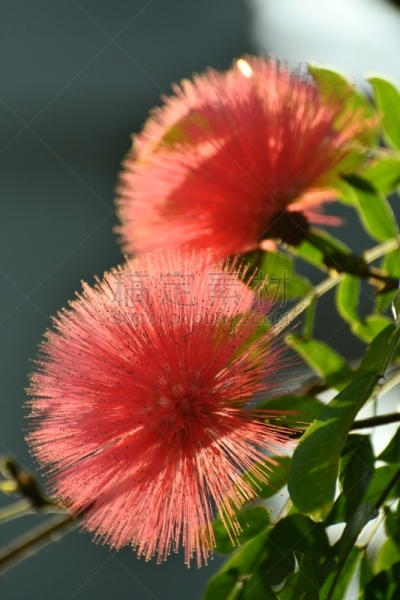 朱缨花,粉扑,红色,水平画幅,雄蕊,无人,仅一朵花,豌豆系,植物,热带气候