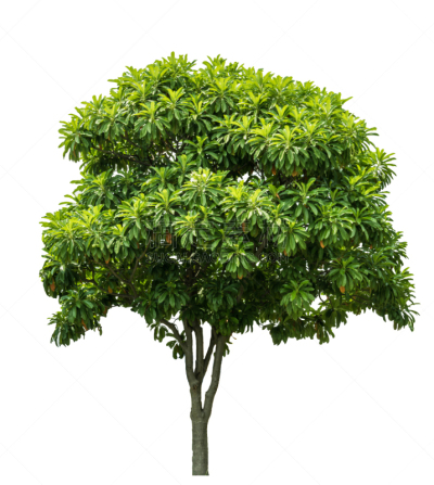 分离着色,环境,泰国,枝繁叶茂,春天,树干,植物,落叶树,枫树,夏天