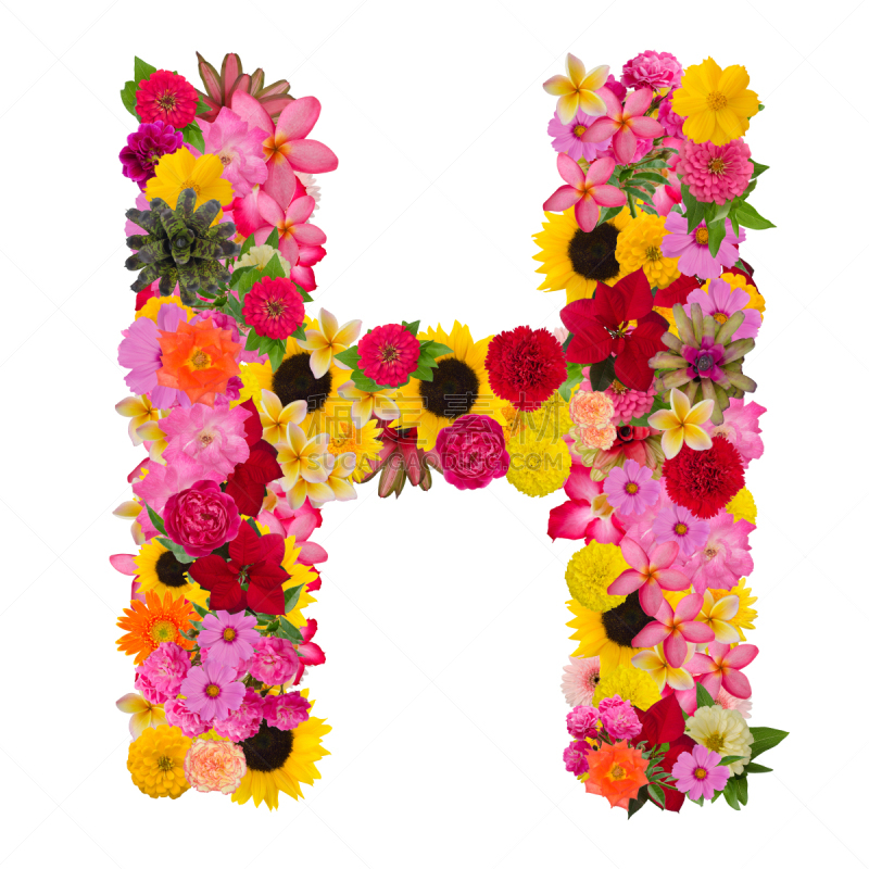 字母,英文字母h,字体,字母表次序,概念,品牌名称,接力赛,玫瑰,背景分离,马齿苋