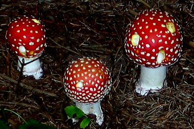 蘑菇,伞形毒菌,毒蘑菇,褐色,水平画幅,无人,夏天,草,特写,白色
