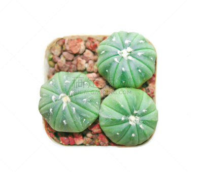 剪贴路径,仙人掌,白色背景,三只动物,分离着色,泰国,小的,沙漠,植物,夏天