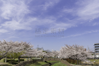 公园,樱花,天空,美,留白,水平画幅,云,无人,草坪,户外