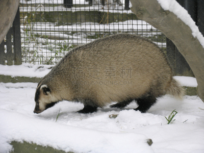 獾,新西伯利亚,毛皮,水平画幅,雪,无人,哺乳纲,彩色图片,冬天,动物