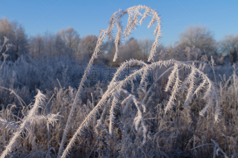 早晨,冰,草,克雷菲尔德,水晶,自然,水平画幅,雪,无人,特写