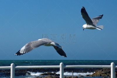 海鸥,羊群,南部非洲,非洲,西开普省,野生动物,哈氏鸥,图像,野外动物,一群鸟