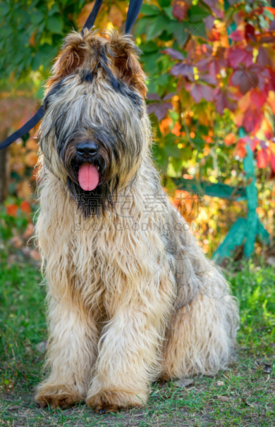 狗,自然,秋天,briard,背景,垂直画幅,褐色,牧羊犬,法式食品,动物身体部位