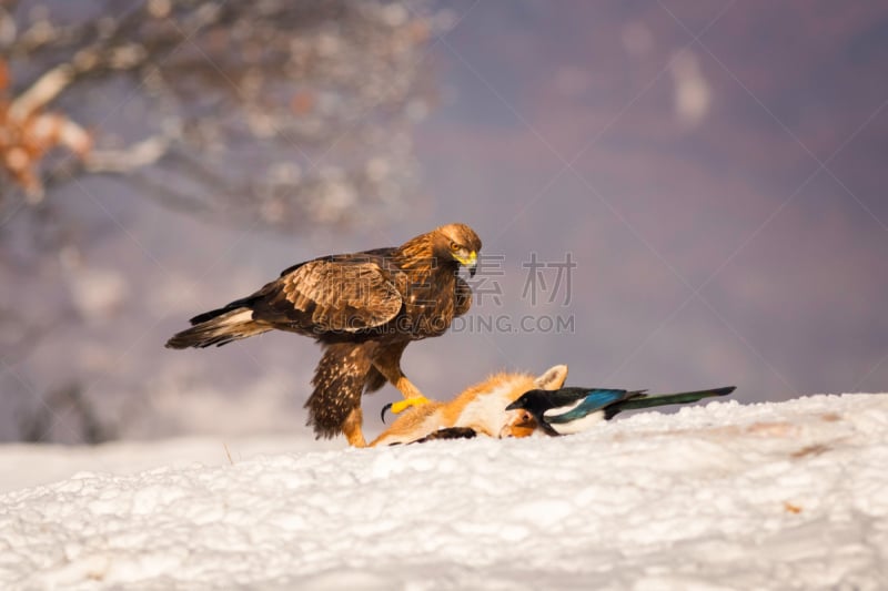 雪,狐狸,金雕,自然美,寒冷,濒危物种,食品,野生动物,罗马尼亚,肖像