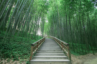拥挤的,竹林,美,公园,水平画幅,无人,夏天,户外,树林,植物
