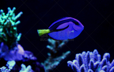 水族馆,水,珊瑚色,水平画幅,无人,水下,野外动物,颊纹鼻鱼,异国情调,图像