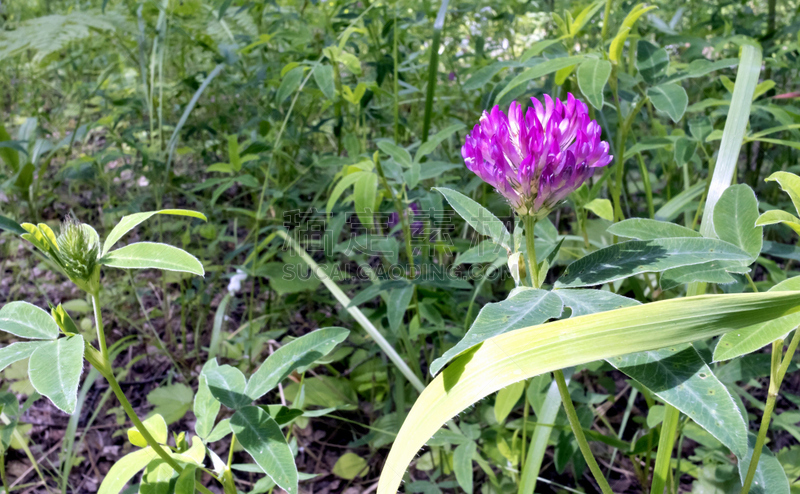 小的,粉色,森林,美,水平画幅,夏天,户外,乡村风格,草,特写