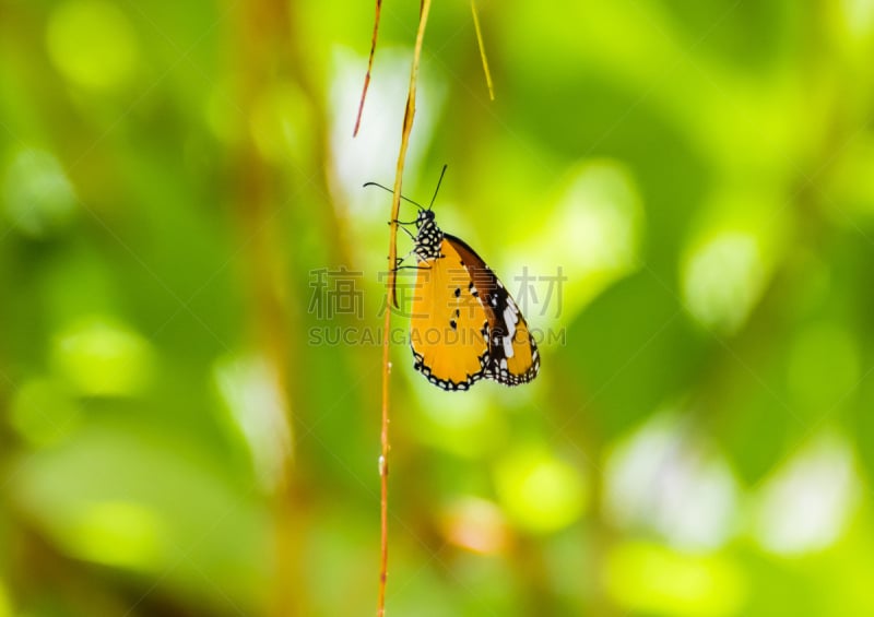 虎斑凤尾蝶,克律西波斯,非洲黑脉金斑蝶,自然,野生动物,水平画幅,无人,夏天,黄色,动物